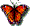 butterfly1