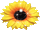 flowers-74